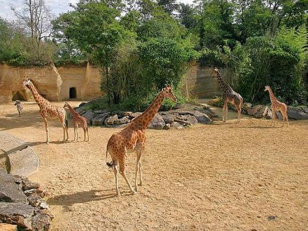 149 BIO PARC DE DOUE LA FONTAINE 1- 2016_000051.jpg